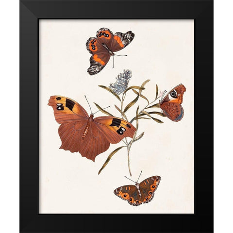 Butterflies and Moths VI Black Modern Wood Framed Art Print by Unknown