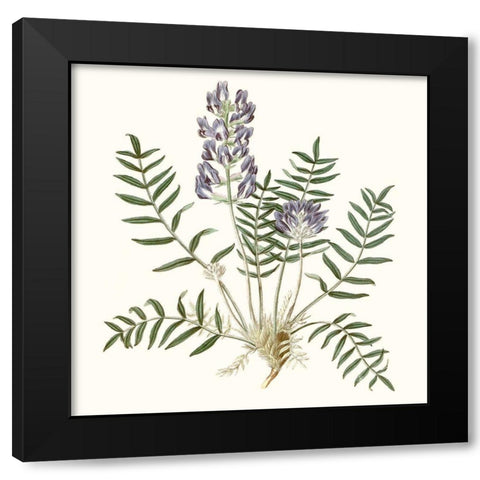 Graceful Botanical I Black Modern Wood Framed Art Print with Double Matting by Vision Studio