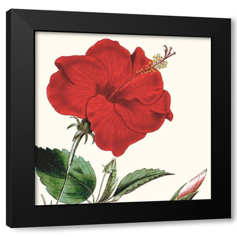 Cropped Antique Botanical I Black Modern Wood Framed Art Print with Double Matting by Vision Studio