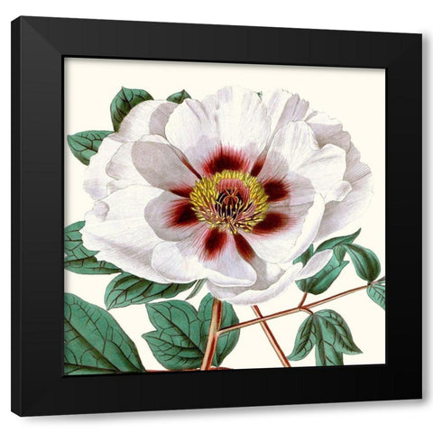 Cropped Antique Botanical II Black Modern Wood Framed Art Print with Double Matting by Vision Studio