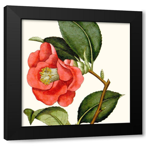 Cropped Antique Botanical III Black Modern Wood Framed Art Print with Double Matting by Vision Studio