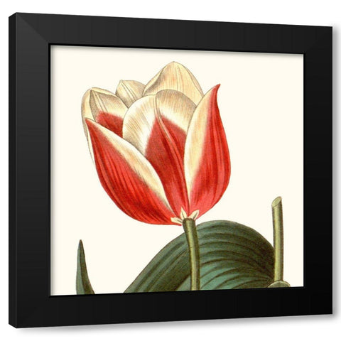 Cropped Antique Botanical IV Black Modern Wood Framed Art Print by Vision Studio