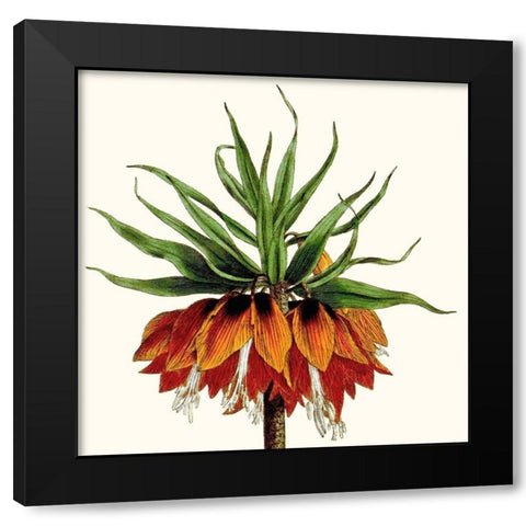 Cropped Antique Botanical V Black Modern Wood Framed Art Print with Double Matting by Vision Studio