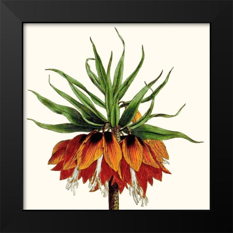 Cropped Antique Botanical V Black Modern Wood Framed Art Print by Vision Studio