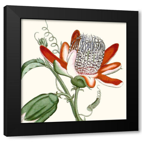 Cropped Antique Botanical VI Black Modern Wood Framed Art Print with Double Matting by Vision Studio