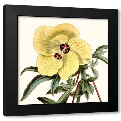 Cropped Antique Botanical VII Black Modern Wood Framed Art Print with Double Matting by Vision Studio