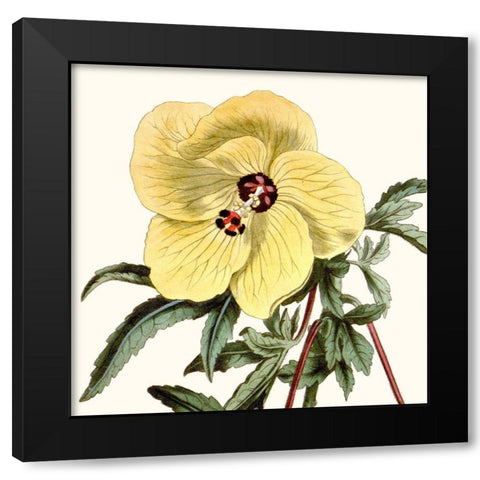 Cropped Antique Botanical VII Black Modern Wood Framed Art Print by Vision Studio