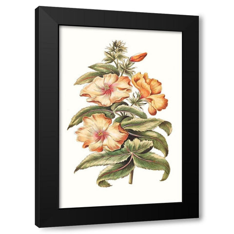 Flowering Hibiscus I Black Modern Wood Framed Art Print by Unknown
