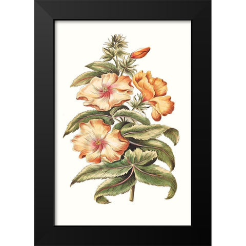 Flowering Hibiscus I Black Modern Wood Framed Art Print by Unknown