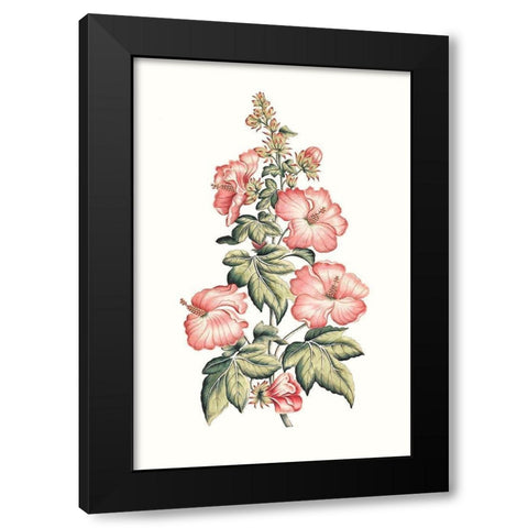 Flowering Hibiscus II Black Modern Wood Framed Art Print with Double Matting by Unknown