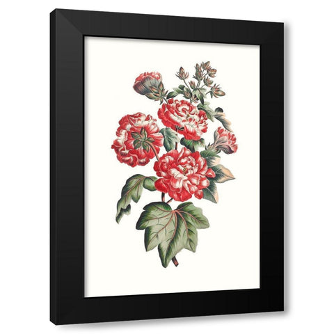 Flowering Hibiscus IV Black Modern Wood Framed Art Print with Double Matting by Unknown
