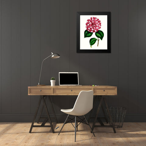 Grand Blooms I Black Modern Wood Framed Art Print by Unknown