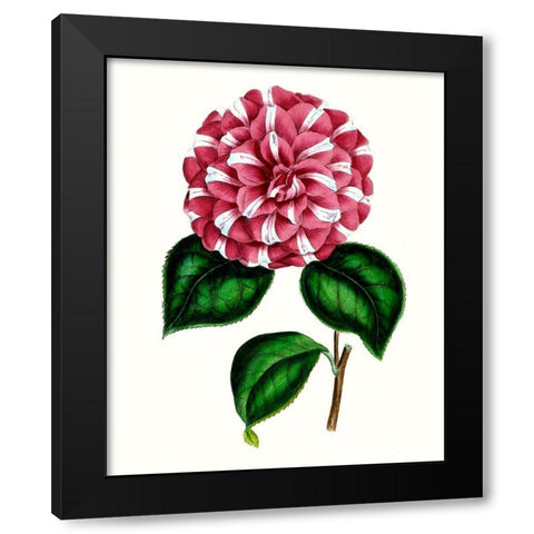 Grand Blooms I Black Modern Wood Framed Art Print with Double Matting by Unknown