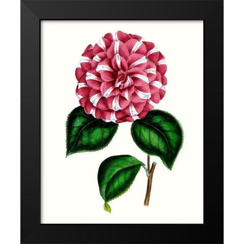 Grand Blooms I Black Modern Wood Framed Art Print by Unknown