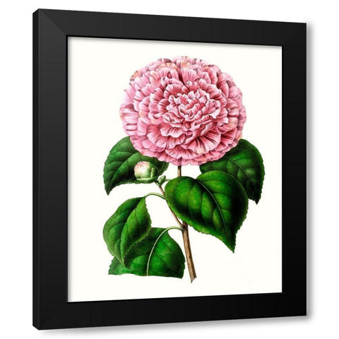 Grand Blooms II Black Modern Wood Framed Art Print with Double Matting by Unknown