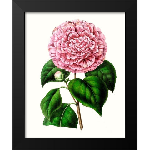 Grand Blooms II Black Modern Wood Framed Art Print by Unknown