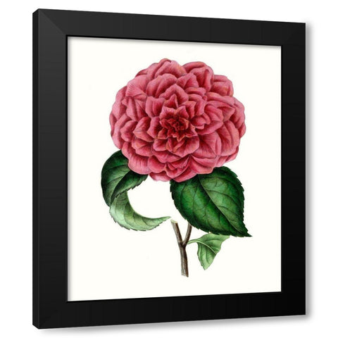 Grand Blooms III Black Modern Wood Framed Art Print by Unknown