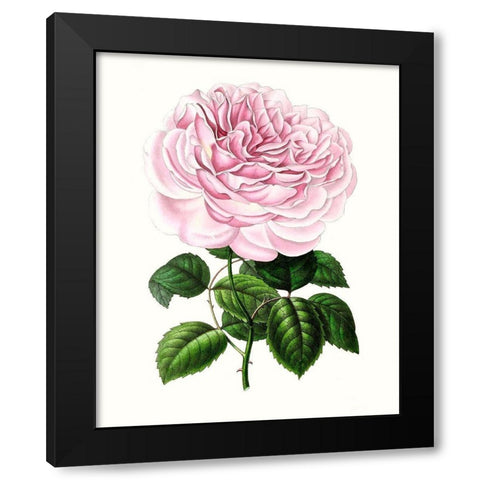 Grand Blooms IV Black Modern Wood Framed Art Print with Double Matting by Unknown