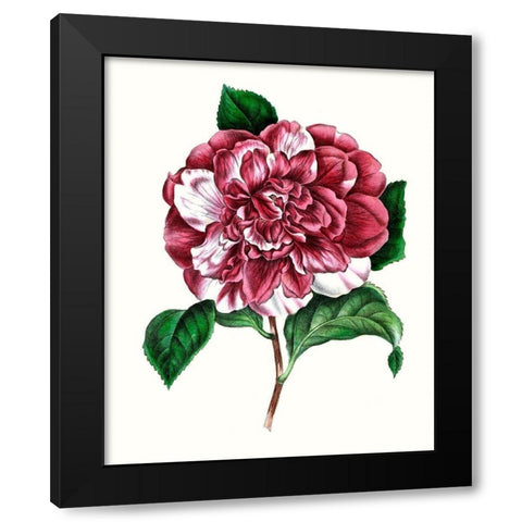 Grand Blooms V Black Modern Wood Framed Art Print by Unknown