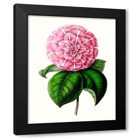Grand Blooms VI Black Modern Wood Framed Art Print by Unknown