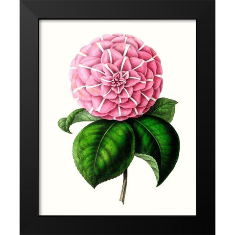 Grand Blooms VI Black Modern Wood Framed Art Print by Unknown