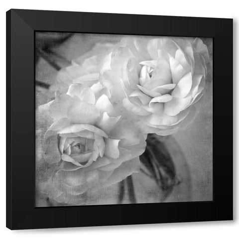 Dark Ranunculus I Black Modern Wood Framed Art Print by Stalus, Judy