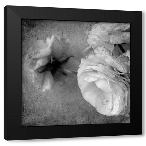 Dark Ranunculus III Black Modern Wood Framed Art Print by Stalus, Judy