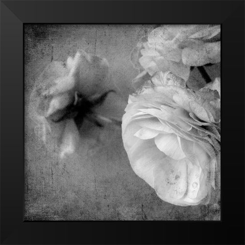 Dark Ranunculus III Black Modern Wood Framed Art Print by Stalus, Judy