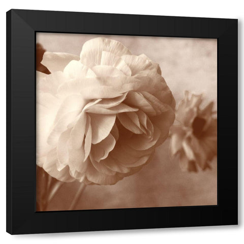 Sepia Rapture I Black Modern Wood Framed Art Print with Double Matting by Stalus, Judy