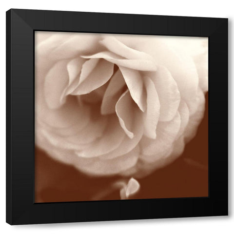 Sepia Rapture II Black Modern Wood Framed Art Print by Stalus, Judy