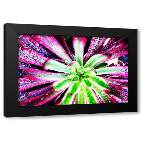 Bright Exotic I Black Modern Wood Framed Art Print by Orlov, Irena