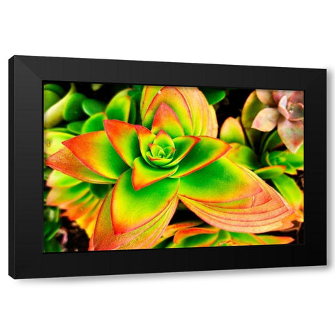 Bright Exotic II Black Modern Wood Framed Art Print by Orlov, Irena