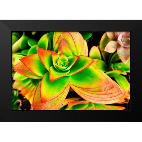 Bright Exotic II Black Modern Wood Framed Art Print by Orlov, Irena