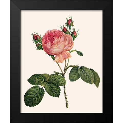 Redoutes Rose I Black Modern Wood Framed Art Print by Redoute, Pierre