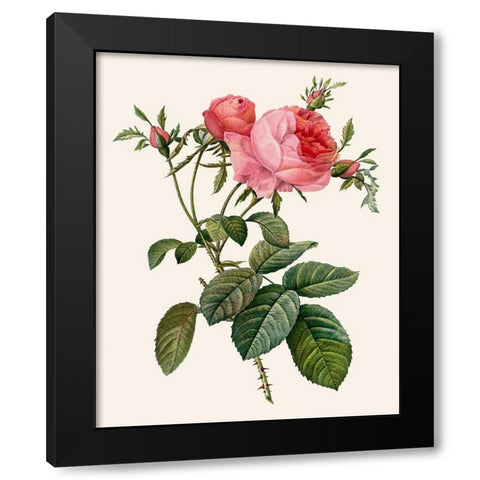 Redoutes Rose II Black Modern Wood Framed Art Print by Redoute, Pierre