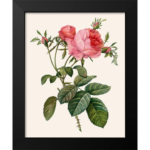 Redoutes Rose II Black Modern Wood Framed Art Print by Redoute, Pierre