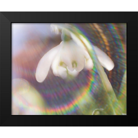 Glorious in Rainbow I Black Modern Wood Framed Art Print by Hunt, Gillian