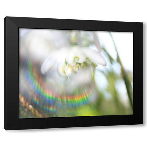 Glorious in Rainbow II Black Modern Wood Framed Art Print with Double Matting by Hunt, Gillian