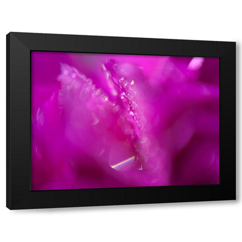 Hearts in Pink I Black Modern Wood Framed Art Print by Hunt, Gillian