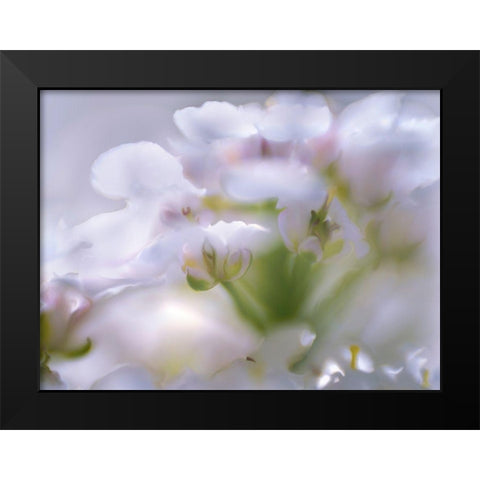 Mist of Lilac I Black Modern Wood Framed Art Print by Hunt, Gillian