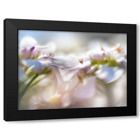 Mist of Lilac II Black Modern Wood Framed Art Print by Hunt, Gillian