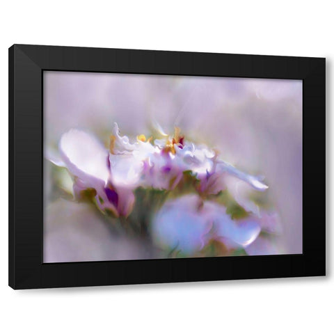 Mist of Lilac III Black Modern Wood Framed Art Print with Double Matting by Hunt, Gillian
