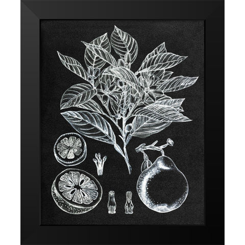 Citrus Botanical Study I Black Modern Wood Framed Art Print by Wang, Melissa