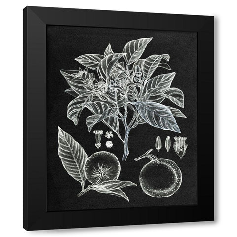 Citrus Botanical Study II Black Modern Wood Framed Art Print with Double Matting by Wang, Melissa