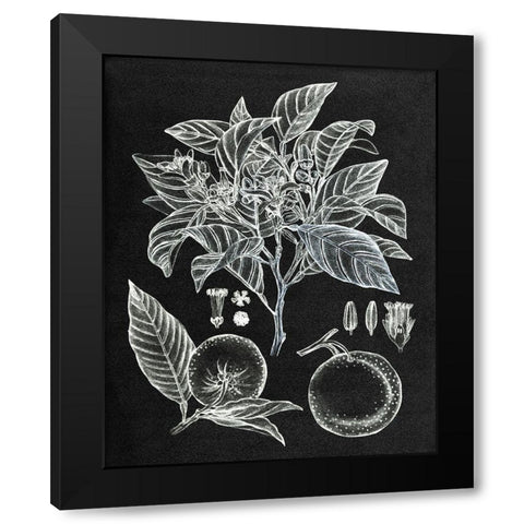 Citrus Botanical Study II Black Modern Wood Framed Art Print by Wang, Melissa