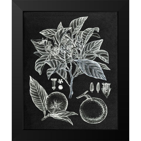 Citrus Botanical Study II Black Modern Wood Framed Art Print by Wang, Melissa