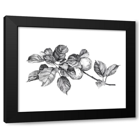 Apple Etching I Black Modern Wood Framed Art Print by Scarvey, Emma