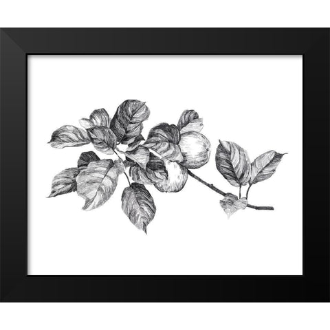 Apple Etching I Black Modern Wood Framed Art Print by Scarvey, Emma