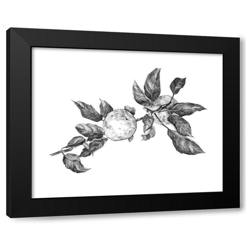 Apple Etching II Black Modern Wood Framed Art Print by Scarvey, Emma