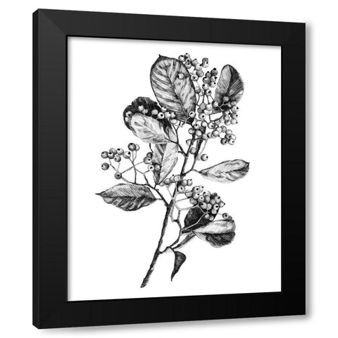 Hawthorn Berry Branch I Black Modern Wood Framed Art Print with Double Matting by Scarvey, Emma